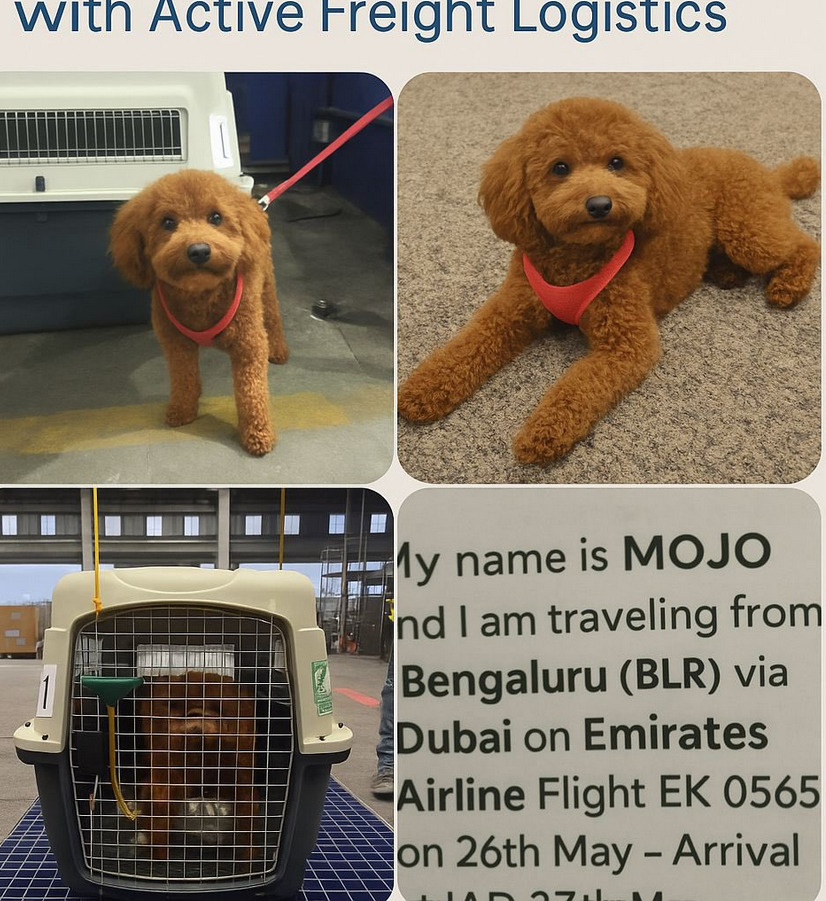MOJO’S BIG JOURNEY!FROM BANGALORE TO WASHINGTON D.C.
